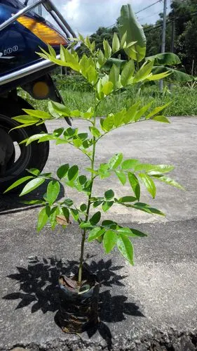 2014年海南黄花梨树苗开始上市