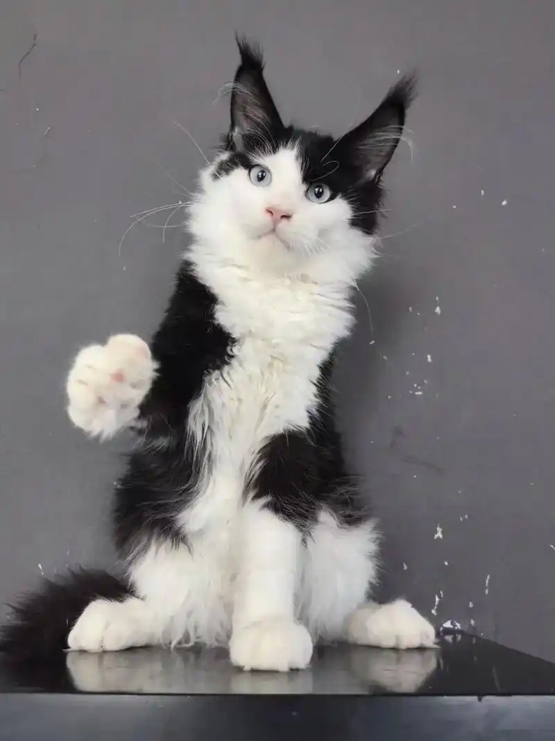 黑白奶牛猫蓝眼缅因男孩弟弟 猞猁毛超好看 - 抖音