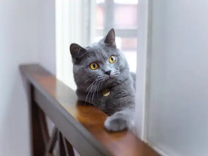 灰猫看,围栏 壁纸 - 1600x1200