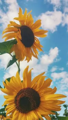 清新唯美向日葵,高清图片,手机锁屏桌面-壁纸族