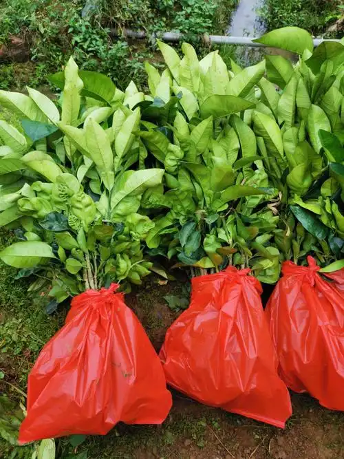 泰国红宝石柚苗 泰国红宝石青柚苗 基地直供 可签合同 品种有保证