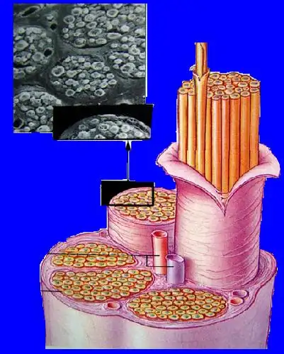 神经纤维就是神经元细胞的长的树突和长的轴突以及套在外面的髓鞘