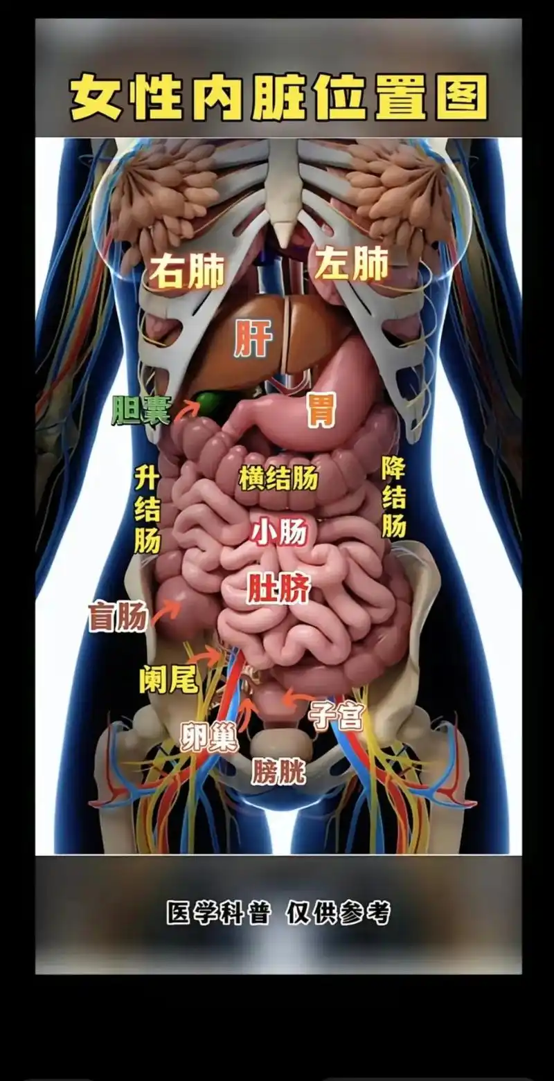右肺 胃 女性内脏位置图 卵巢 肚脐 左肺 医学科普仅供参 - 抖音