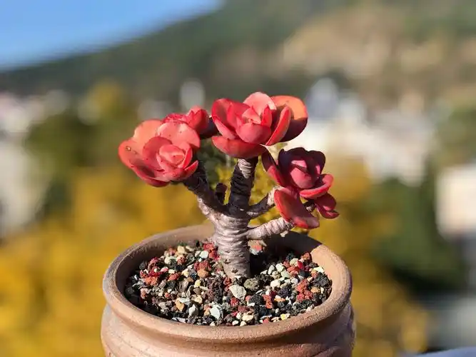 温暖的多肉微语,陪你度过寒冷的圣诞平安夜!