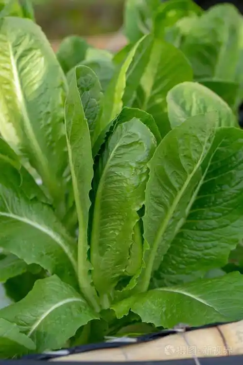 绿色的莴苣叶沙拉蔬菜水培农场