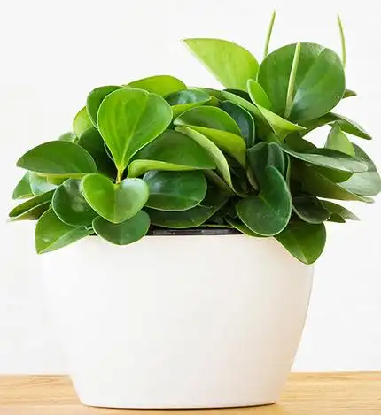 礼品/碧玉长盆款:长17.5*宽10.8*高11 br> 含盆高度20_礼品-中国鲜花