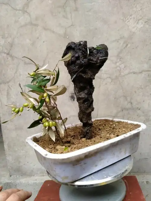 野生羊奶果捡漏回家快来捡漏野生羊奶果下山桩,介绍羊