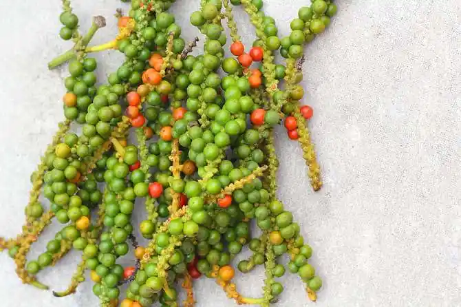 胡椒图片_图片大全