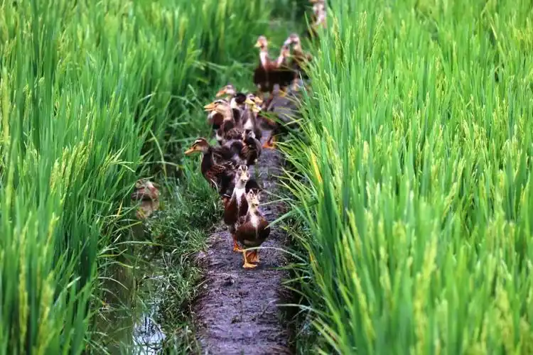 香格里拉:金沙江畔稻鱼鸭,种养双赢顶呱呱!