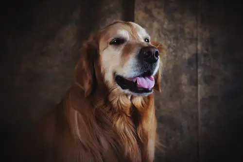 家有萌宠两枚|摄影|动物|满金市 - 原创作品 - 站酷 (zcool)