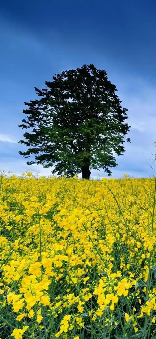 壁纸分享美丽的花朵不用长高自有人会弯腰去欣赏它