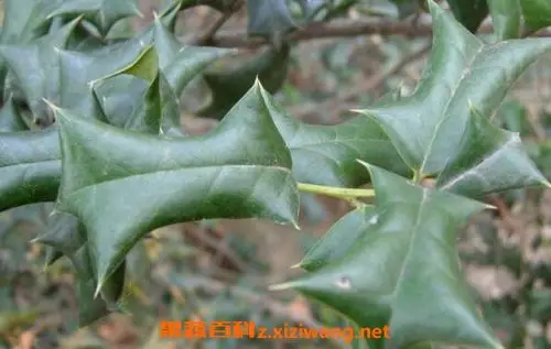 猫耳刺叶子的功效与作用 猫耳刺叶子的药用价值