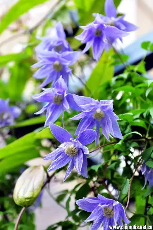 赛西尔的花期 - 高山长瓣铁线莲组 - 铁线莲园艺论坛 - powered by