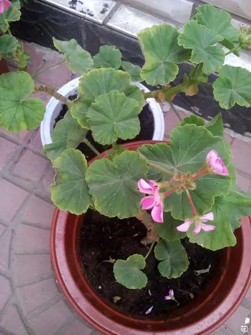 天竺葵是不是病了