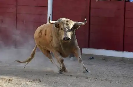 奔跑牛勇敢的公牛在西班牙奔跑照片