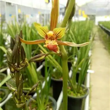 墨兰十大奇花之一佛手手机v15160546888(不包邮) - 中国兰花交易网