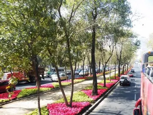 路植物景观道路道路地被生活性道路行道树景观行道树景观效果图行道树
