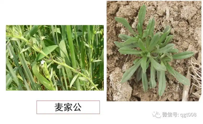 小麦田常见的禾本科杂草以及防除方法配有图案