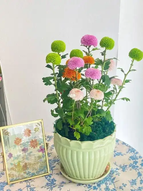 乒乓菊盆栽