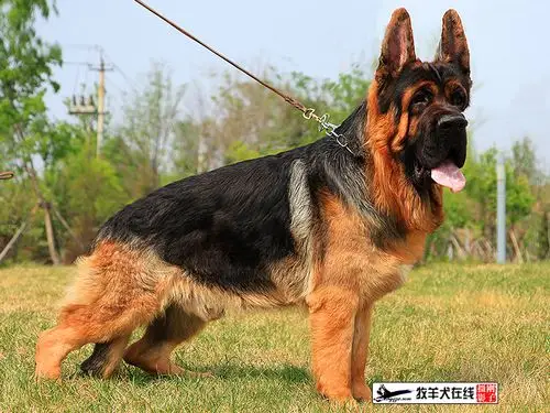 长春中牧萨系养殖基地-牧羊犬在线-德国牧羊犬信息交流平台