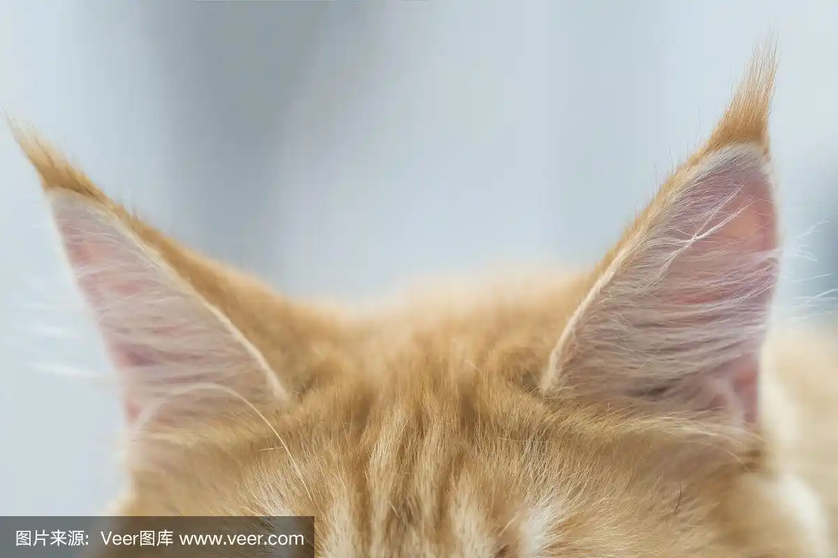 小猫的耳朵.特写镜头