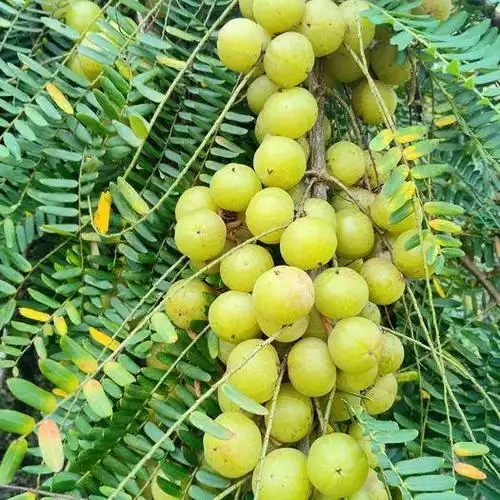 广西贵港平南县野生余甘果 2cm以上