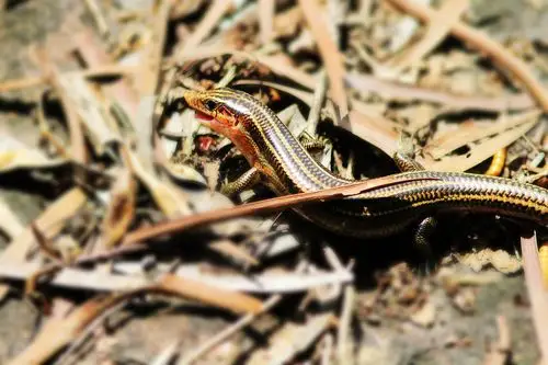 东坪山公园拍到的石龙子(蜥蜴)