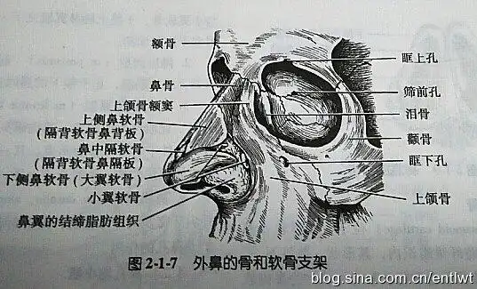 外鼻的骨性支架:由鼻骨,额骨鼻突,上颌骨额突组成.