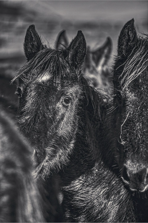 冬季的黑马 - 原创作品 - 站酷(zcool)