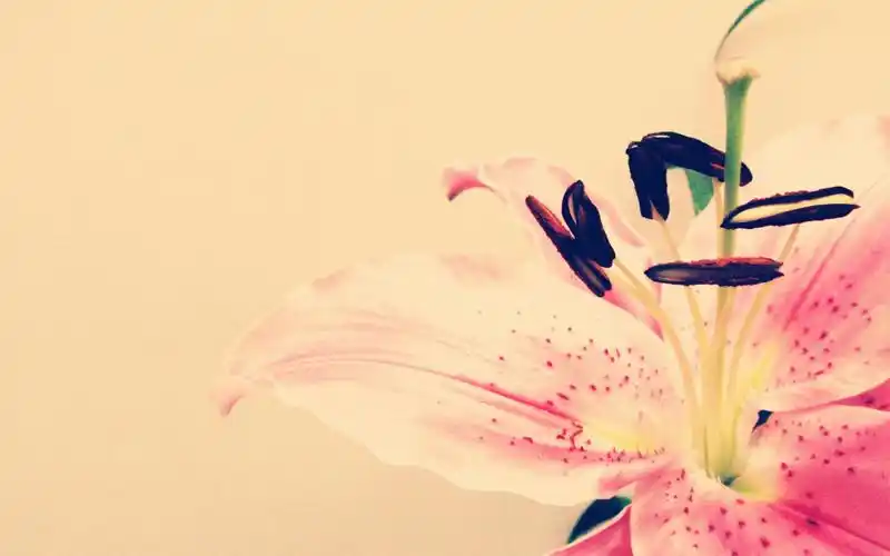 复古典雅背景高清原图查看 (5/10)