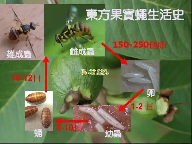 平和琯溪蜜柚批发 等果蝇的综合防治