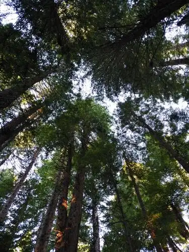 新西兰rotorua旅游日记—红木森林(redwood)公园