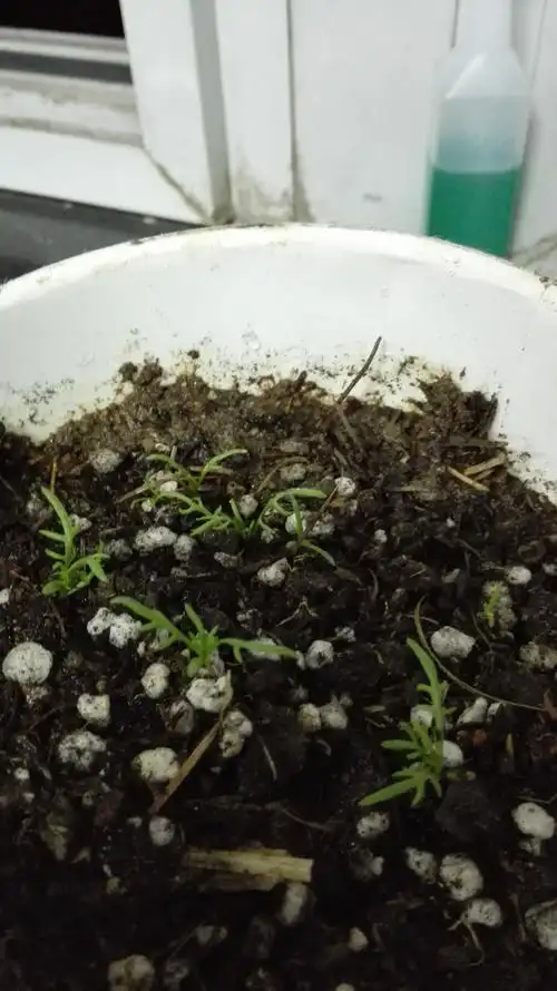 请问,这个幼苗是雏菊的还是波斯菊?