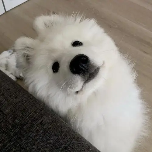 有无人有可爱萨摩耶头像分享(已找到)