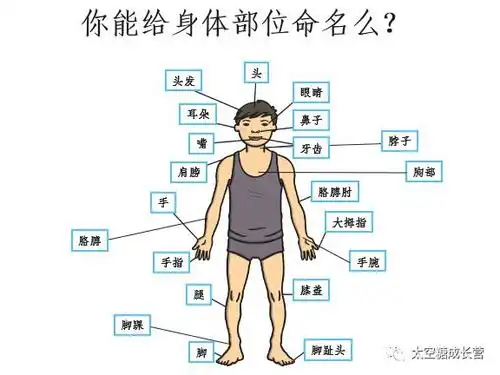 首先让孩子大致了解一下身体各部位的名称.