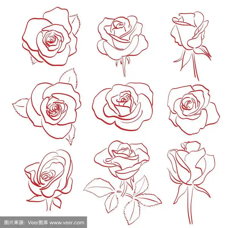 一套美丽的红玫瑰-矢量轮廓