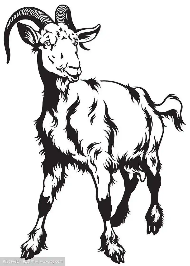 山羊黑白色