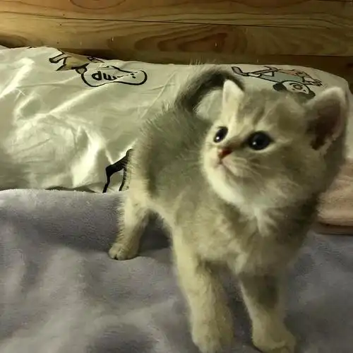 我的蓝金渐层崽