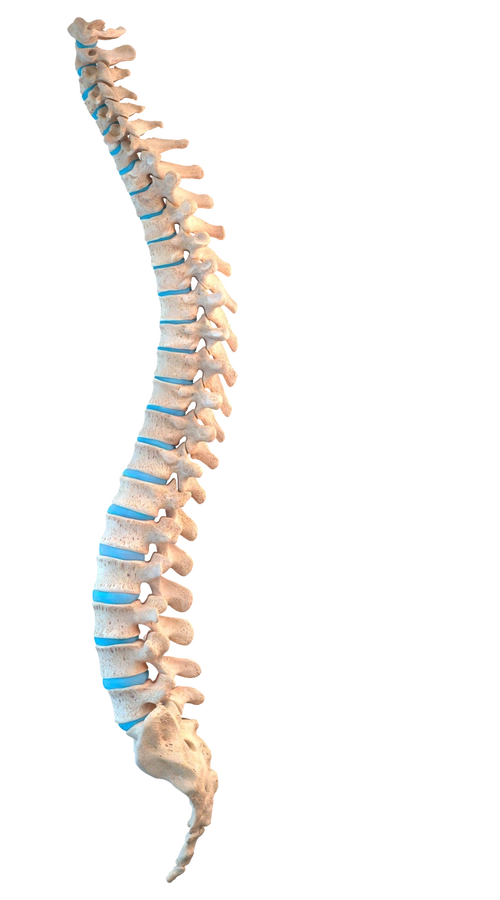 腰椎骨骼医疗透明图人体结构