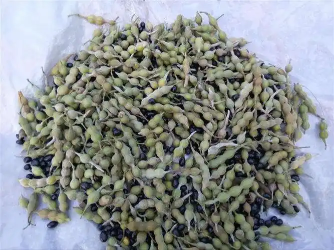 2016年上市葛根价格多少钱一斤