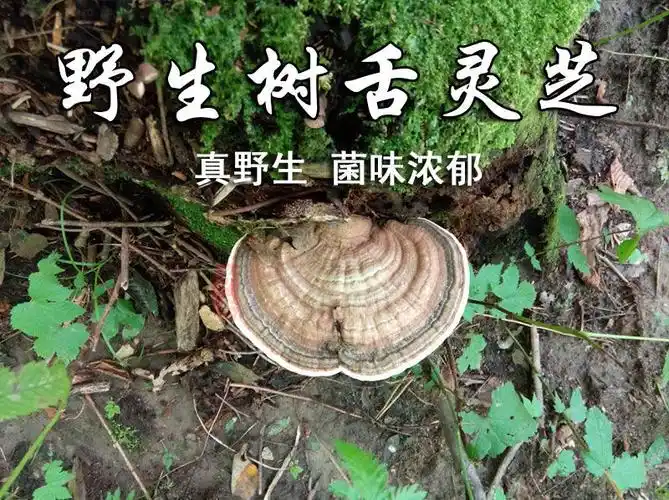 有仁堂野牲真野牲灵芝树舌灵芝野牲灵芝青芝红缘野牲灵芝真树舌灵芝