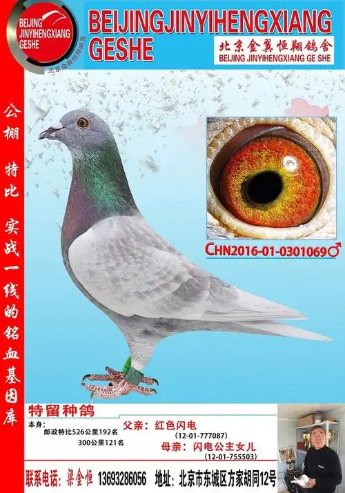 桑杰士红色闪电069_北京金翼恒翔鸽舍-中信网爱鸽商城