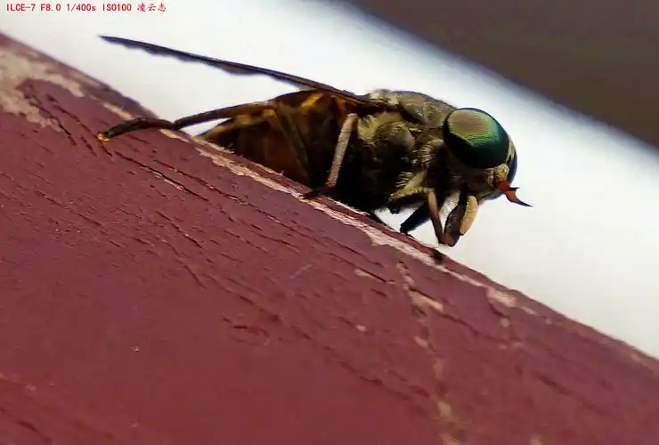 东极俄边境船上的大马蝇