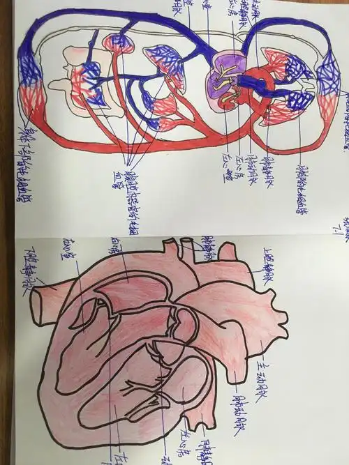 血液循环的动力之源——心脏(初二一班出品)