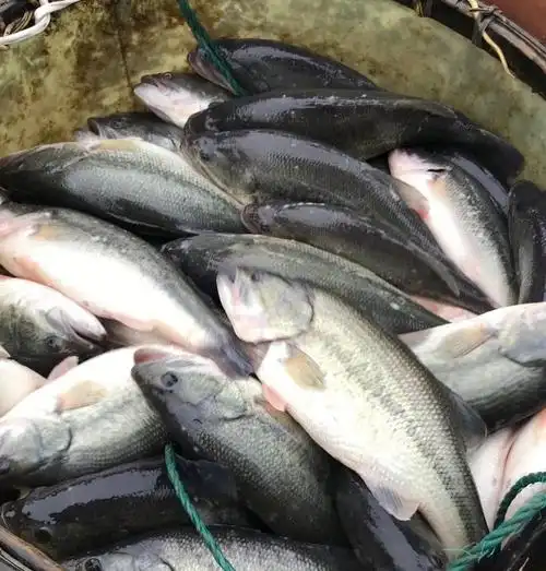 [鲈鱼批发]鲈鱼 加州鲈鱼苗 品种优良产地直销,技术支持!价格0.60元/