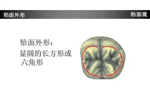 下颌第一磨牙牙体形态简述ppt