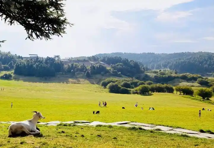 重庆61武隆仙女山南国第一牧场仙女山大草原67676767