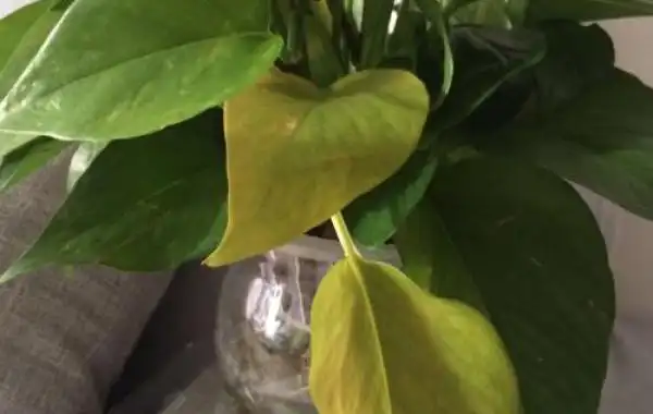 绿萝叶子发黄的原因及处理方法