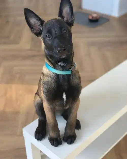 可可爱爱小马犬第三弹