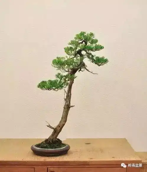 喜迎2018,一组清雅,古拙的文人树盆景精品欣赏